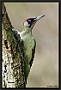 Groene Specht, European Green Woodpecker, Picus viridis Location: Twente. the Netherlands groene specht MG 1193 kopie